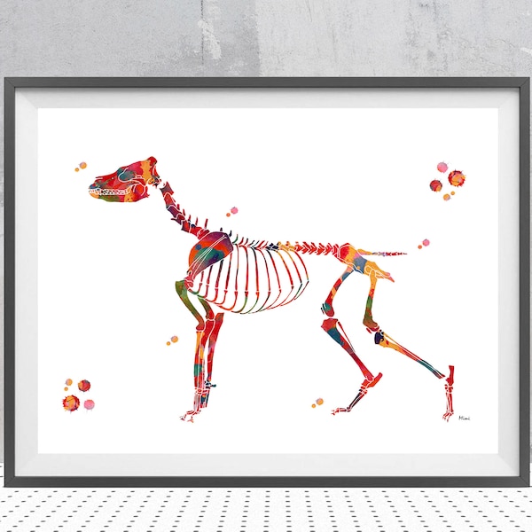 Dog skeletal system watercolor print dog anatomy veterinary art canine skeleton structure print dog skeleton and bones illustration