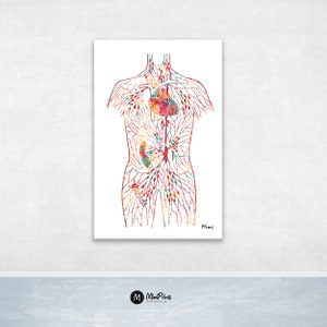 May include: A colorful anatomical illustration of the human circulatory system, showing the heart, veins, and arteries. The illustration is done in a watercolor style with a white background.