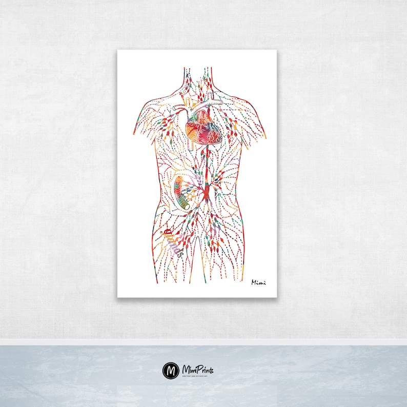 May include: A colorful anatomical illustration of the human circulatory system, showing the heart, veins, and arteries. The illustration is done in a watercolor style with a white background.