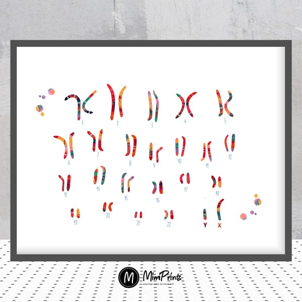 Male Chromosome idiogram watercolor print human karyotype genetic art print biology lab Wall Art chromosomes pair poster art gift