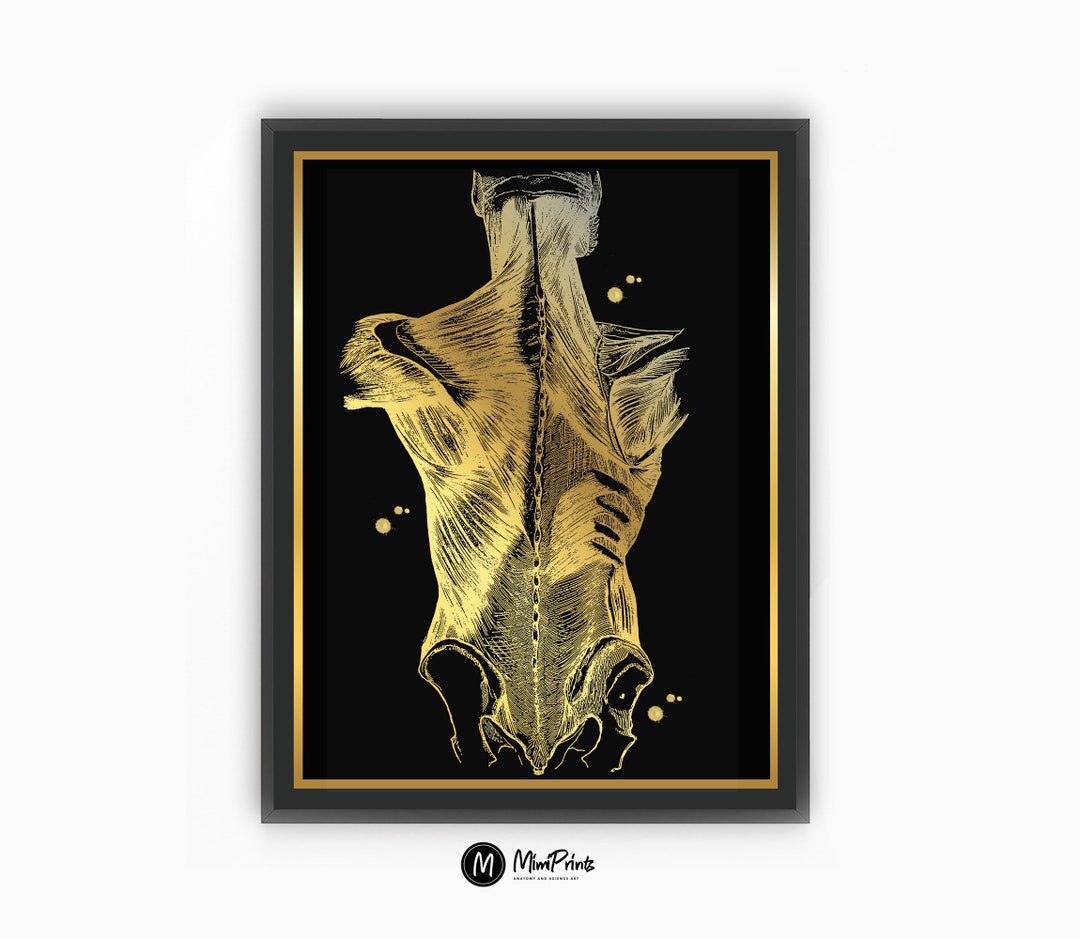 Muscles of Back Gold Foil Print Muscles of the Human Trunk Poster With ...