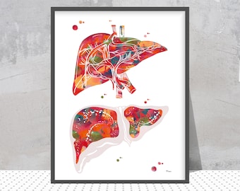 Anatomical Liver Print Colorful Anatomy Poster Liver Medical Art Watercolor Surgery Print Medical Clinic Decor Nephrology Anatomy Art Gift