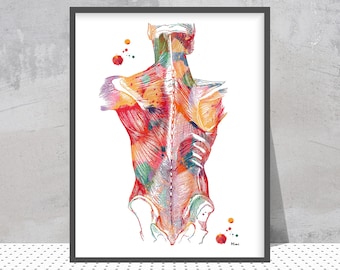 Watercolor Back Muscles Anatomy | PT Clinic Decor | Gift for Orthopedist