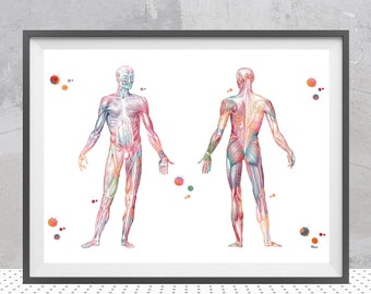 Muscular System anatomy print Human body skeletal Muscles Poster medical art watercolor poster human muscles wall art decor