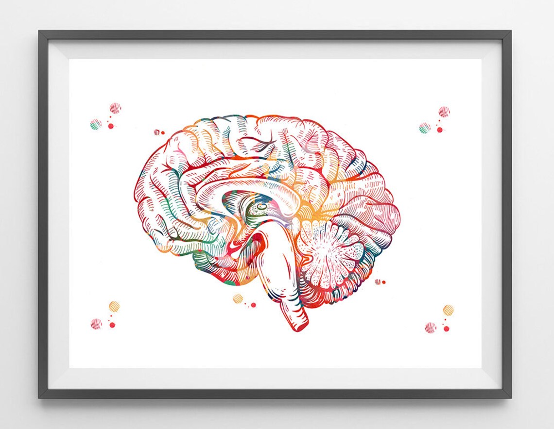Brain Anatomy Cross Section Watercolor Print Human Brain | Etsy UK