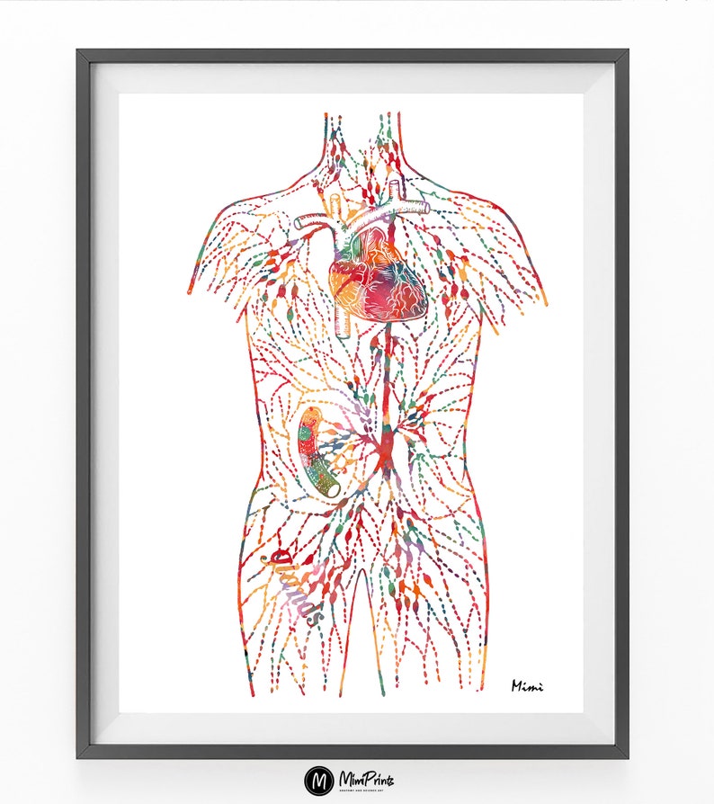 May include: A colorful anatomical illustration of the human lymphatic system, showing the network of vessels and lymph nodes throughout the body. The heart is depicted in red, and the lymphatic vessels are shown in various shades of blue, green, and yellow. The illustration is labeled with the word "Mimi" in the bottom right corner.