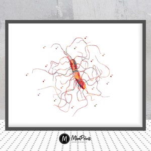 Clostridium difficile Science Art Print Biology Art Watercolor C. difficile Poster