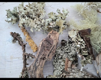 Natural bark, moss and twigs pieces set for craft, decor, photoprop, forest treasures kit