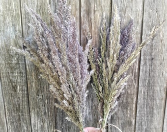 Dried fluffy grass bunch set of 2, boho decor