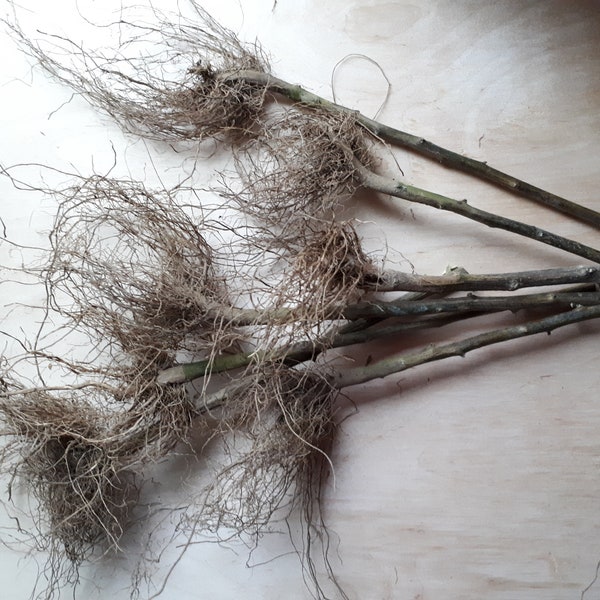 Dried roots for craft, natural dried tomato roots, eco raw rustic floral supplies