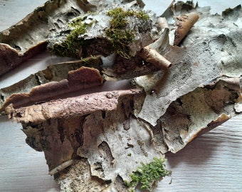 Natural tree bark for craft, decor, terrarium