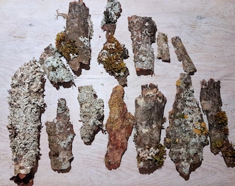 Natural dried tree bark for craft, decor, terrarium