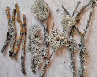 lichen covered twigs bunch, natural dried  branches with moss lichen 6" - 12" long