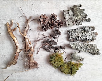 Botanical forest supplies pinecones twigs moss bark fairy garden woodland crafts and decors set