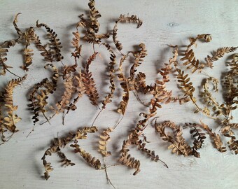 brown tiny leaves 50 pcs dried fern leaves resin supplies rustic floral decor fairy crafts