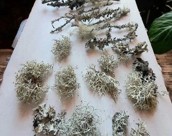 Botanical woodland supplies, natural moss covered twigs, natural lichen and twigs for decor and craft