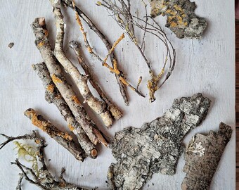 Botanical woodland supplies set, moss covered twigs and natural bark for decor and craft