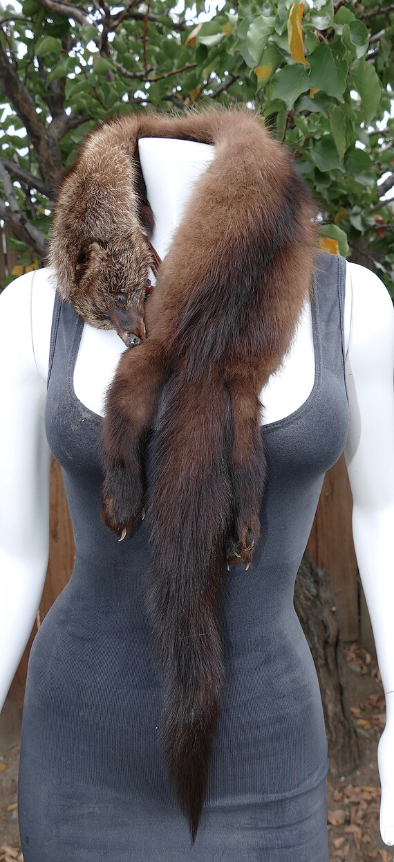 Genuine River Otter Fur Vintage Full Pelt Taxidermy 4… - Gem