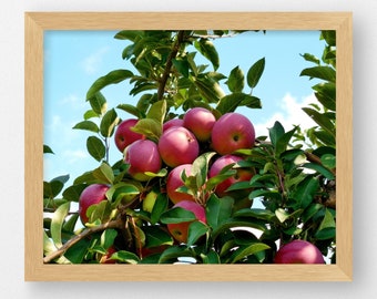 APPLE ORCHARD-Farm To Table, Kitchen Decor, Restaurant Decor, Country Kitchen, Farmhouse Decor, Food, Fruit, Farm Photography, Apple Tree