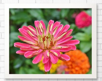 ZINNIA IN PINK-Zinnias, Pink Zinnias, Flower Picture, Pink Flowers, Picture of Zinnias, Garden Photography, Flower Photography, Home Decor