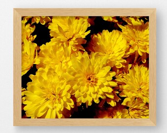 FARM MARKET MUMS in Gold- Fine Art Print, Farm Photography, Fall Mums, Chrysanthemums, Fall Decor, Fall Flowers, Autumn Decor, Country Decor