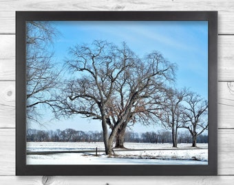 TREES IN WINTER-Fine Art Print, Nature Photography, Trees And Snow, Snow Scene, Winter Decor, Tree Picture, Tree Print, Winter Print, Snow