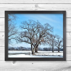 TREES IN WINTER-Fine Art Print, Nature Photography, Trees And Snow, Snow Scene, Winter Decor, Tree Picture, Tree Print, Winter Print, Snow