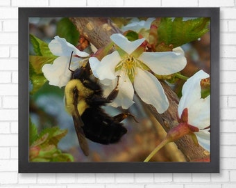BUMBLE BEE-Fine Art Print, Flower Photography, Bee Photography, Bee On Flower, Picture of Bee, Bee Decor, Weeping Cherry, Bees, Bee Prints