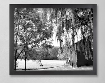 BARN AND WILLOW-Fine Art Print, Farm Photography, Farmhouse Decor, Rustic Decor, Country Decor, Old Barns, Picture of Barn, Barn Pictures