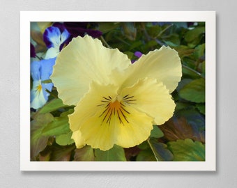 YELLOW PANSY-Fine Art Print, Flower Photography, Garden Photography, Cottage Decor, Picture Of Pansies, Yellow Flowers, Gift for Gardener