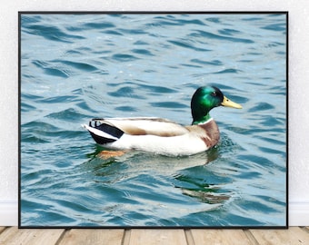 MALLARD DUCK-Fine Art Print, Nature Photography, Ducks, Picture of Ducks, Mallard Ducks, Ducks Swimming, Waterfowl, Mallards, Cabin Decor