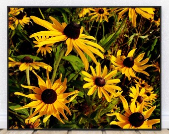 11x14 BLACK-EYED BEAUTIES-Fine Art Print, Black-Eyed Susan, Flower Photography, Yellow Flowers, Farmhouse Decor, Country Decor, Wall Art