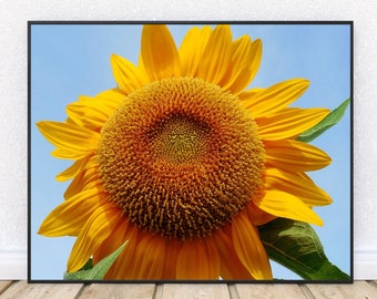 SUNFLOWER SKY-Fine Art Print, Sunflower Print, Sunflowers, Summer Flowers, Yellow Flowers, Picture of Sunflowers, Nature Photography, Yellow