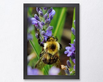 LAVENDER BEE-Fine Art Print, Bee On Lavender, Flower Photography, Farmhouse Decor, Country Decor, Country Kitchen, Bees. Picure of Lavender