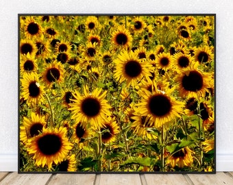 FIELD OF SUNFLOWERS-Fine Art Print, Sunflower Field, Sunflowers, Sunflower Decor, Picture of Sunflowers, Farmhouse Decor, Country Kitchen