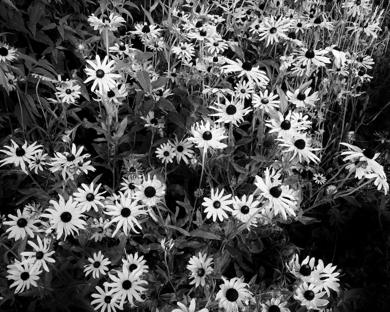 BLACK-EYED Susanfine Art Photography Flower Photography - Etsy