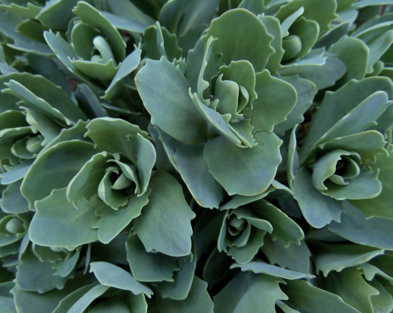 Stonecrop-fine Art Print, Garden Photography, Cottage Decor, Green