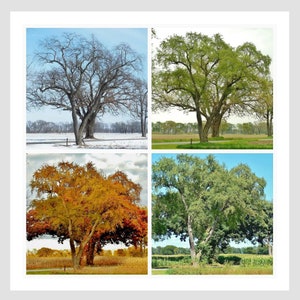 TREE in FOUR SEASONS-Collage, Tree Photography, Trees, Winter, Spring, Summer, Fall, Tree Picture, Square Picture, Picture of Tree, Wall Art image 1