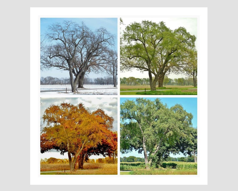 TREE in FOUR SEASONS-Collage, Tree Photography, Trees, Winter, Spring, Summer, Fall, Tree Picture, Square Picture, Picture of Tree, Wall Art image 1