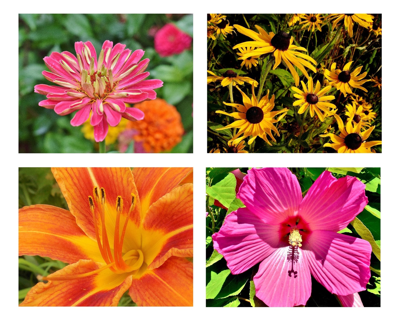 SUMMER BLOOMS Note Cards-note Card Set, Stationery, Blank Cards, Thank ...