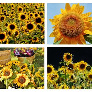 SUNFLOWER ASSORTMENT Note Cards-Note Card Set, Sunflower Cards, Blank Cards, Thank You Notes, Greeting Cards, Hostess Gift, Sunflower Cards