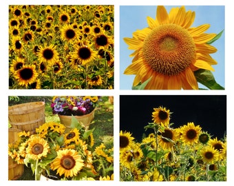 SUNFLOWER ASSORTMENT Note Cards-Note Card Set, Sunflower Cards, Blank Cards, Thank You Notes, Greeting Cards, Hostess Gift, Sunflower Cards