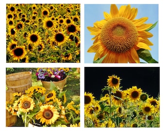 SUNFLOWER ASSORTMENT Note Cards-Note Card Set, Sunflower Cards, Blank Cards, Thank You Notes, Greeting Cards, Hostess Gift, Sunflower Cards