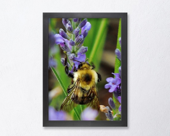 LAVENDER Bee-fine Art Print, Bee on Lavender, Flower Photography, Farmhouse  Decor, Country Decor, Country Kitchen, Bees. Picure of Lavender - Etsy