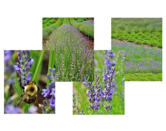 LOVELY LAVENDER Note Cards--Note Card Set, Lavender Cards, Blank Cards, Thank You Notes, Greeting Cards, Hostess Gift, Lavender, Gardening