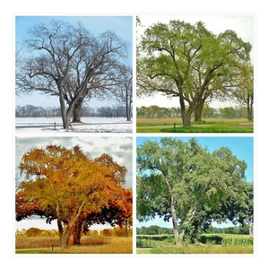 TREE in FOUR SEASONS-Collage, Tree Photography, Trees, Winter, Spring, Summer, Fall, Tree Picture, Square Picture, Picture of Tree, Wall Art image 3
