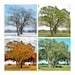 TREE in FOUR Seasons-collage, Tree Photography, Trees, Winter, Spring ...