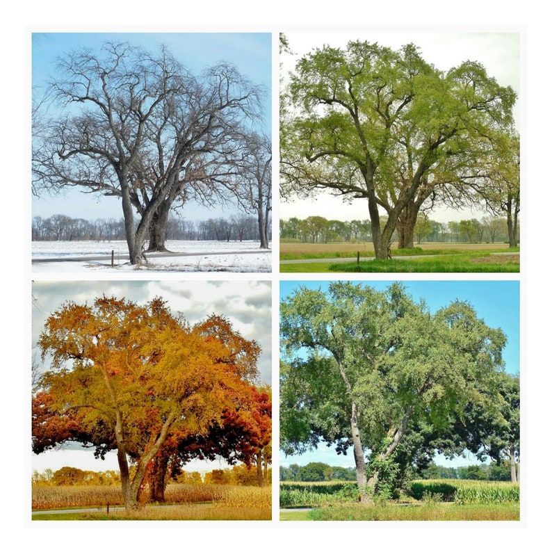 TREE in FOUR SEASONS-Collage, Tree Photography, Trees, Winter, Spring, Summer, Fall, Tree Picture, Square Picture, Picture of Tree, Wall Art image 3