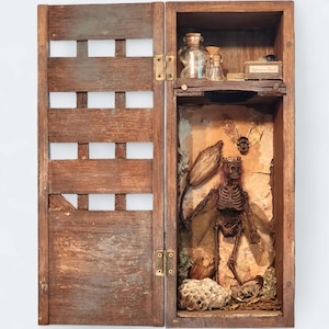 Enchanting Mummified Fairy Display - Whimsical Nature Cabinet - Oddities Collection
