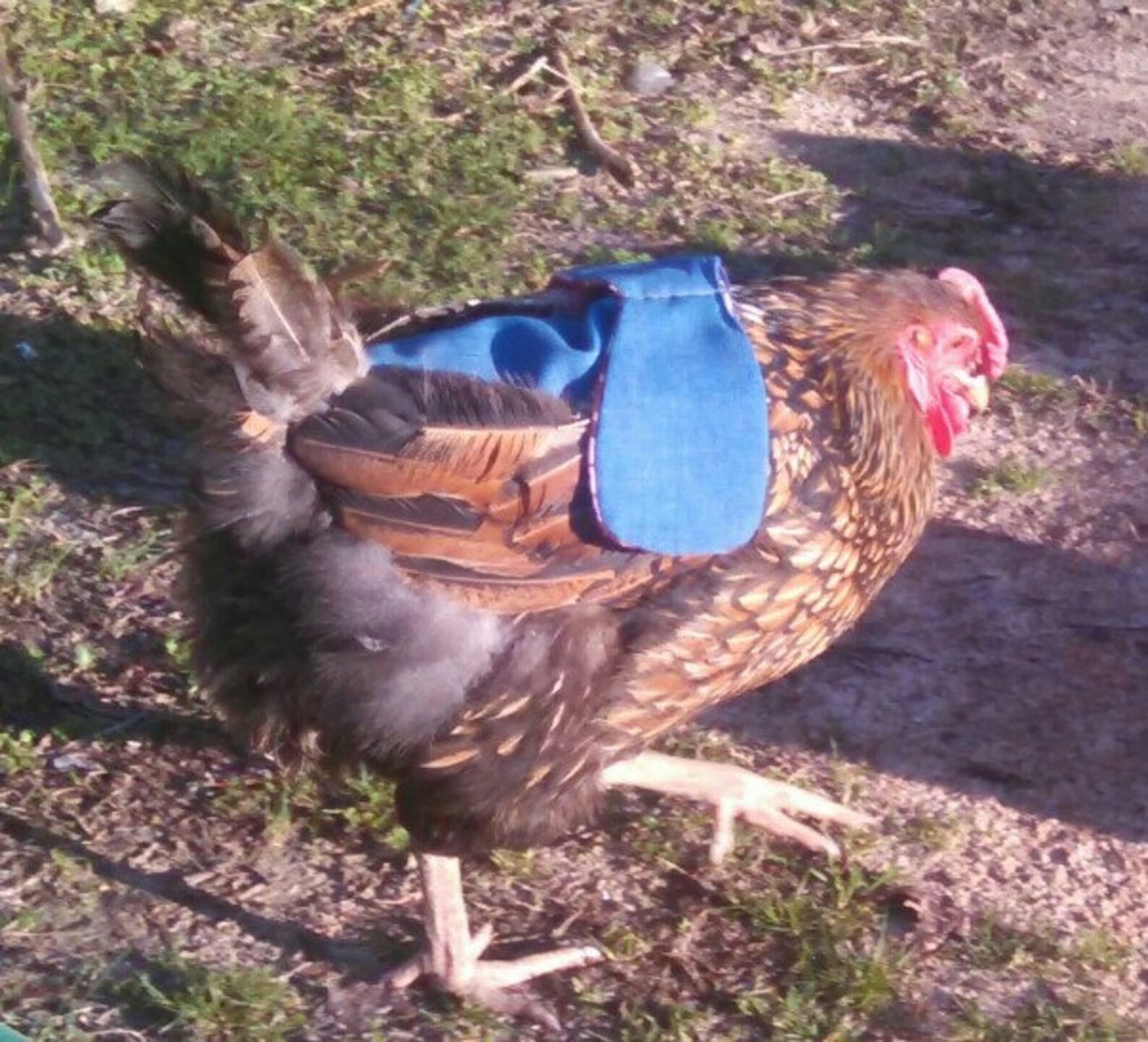 Chicken Saddle With Wing Protectors/chicken Apron With Wing Protectors